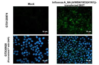 Anti-Influenza A virus H1N1 NA (Neuraminidase) antibody used in Immunocytochemistry/ Immunofluorescence (ICC/IF). GTX125974